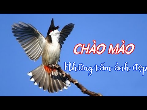 Những Hình Ảnh Đẹp Của Chim Chào Mào