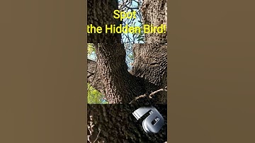 10 Second Bird Hunt: Can U Spot Hidden Avian in this Optical IllusionChallenge? #shorts #brightmind