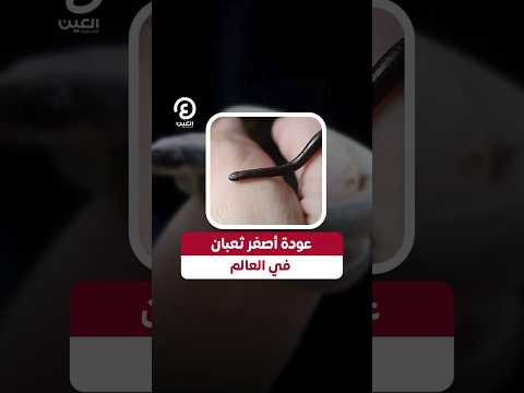  عودة أصغر ثعبان في العالم