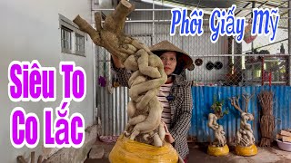 Giant American Bougainvillea Rootstocks, Super Twisted and Curvy, Shipping Nationwide ☎️0939.421....