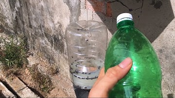 Tự Làm Bẫy Ruồi Bằng Chai Nhựa [Đơn Giản Mà Hiệu Quả]