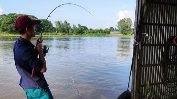 Cá Ục Trắng Sông, Xách Cần Câu Cày Xuyên Đêm Và Cái Kết.