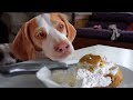 Love Letter to Cream Puff from Cute Dog Maymo