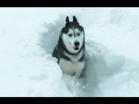 HUGE DEEP SNOW DOGS!