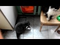 Кот просит кушать)