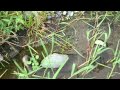 多摩川ガサガサ～竿師Nシマ編その2～