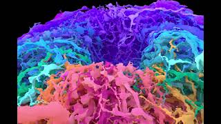 EPG Ring neurons