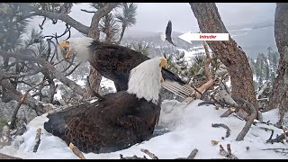 20200302 Big BearPersistent Intruder & Textbook TeamworkAdult Baldy Kicked Off Nest Three Times!