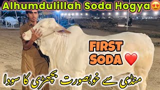 Alhumdulillah Soda Hogya Northern Byp Mandi Karachi Cattle Collection