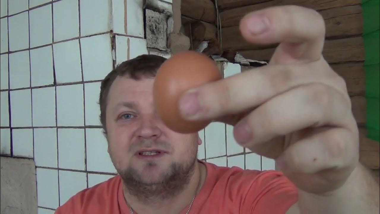 Всё о инкубационном яйце! Как собрать! Как хранить! Как выбрать ...