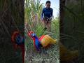 Survival Skills: SMART Idea to Save Ganna from Chor &amp; Red Mor 🦚 #bushcraft #outdoors