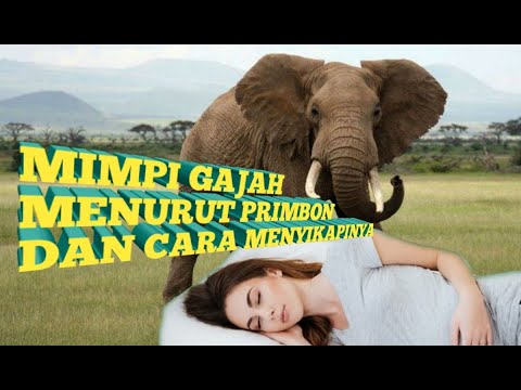 Video: Apakah arti dari mimpi melihat gajah?
