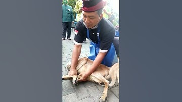 Thumbnail of Cara Merebahkan Kambing