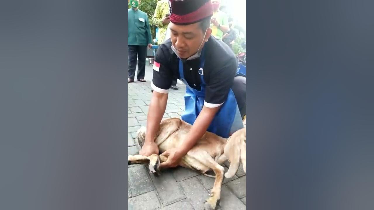 Cara Merebahkan Kambing