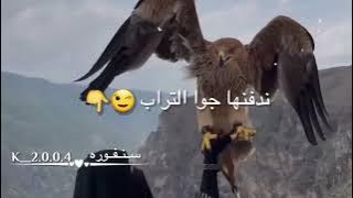على الصقر لا تقرب ابعد يا غراب😏🦅 حالات واتس اب🦋💙غرور😏وكبرياء😌وقوة😎وهيبة👊بنات🧚♀️💜