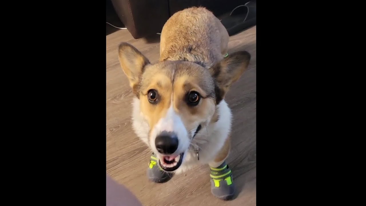 Corgi Shoes?!? - YouTube