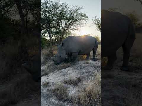 Released Rhinos Update: Lula and Khulula enjoying their day