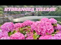 Amazing hydrangea #japan