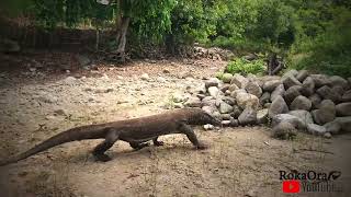 Komodo dragons roam the homes of all panicked residents😱😱Komodo dragon's name is therock