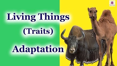 Adaptation in Plants & Animals | Environmental Studies Grade 3 | Periwinkle