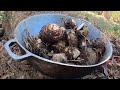 Nunca Más Te Faltará La Comida Si Tienes Esta Planta Del Bosque