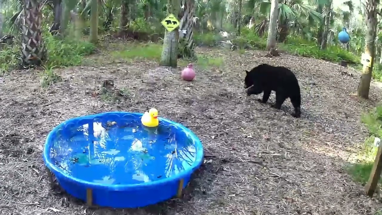 Black Bear Newcomer