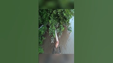 Săn cá Lóc khủng #fishing #snakehead #fish #caloc