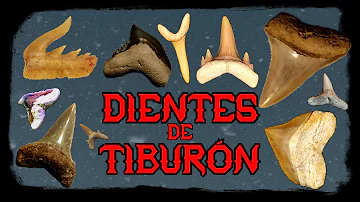 ¿Son los dientes de tiburón más duros que los humanos?