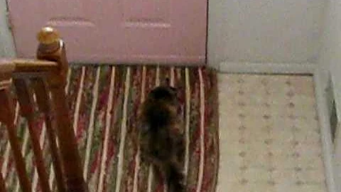 Video 4940051: tiger maine coon, toy tiger, tiger playing