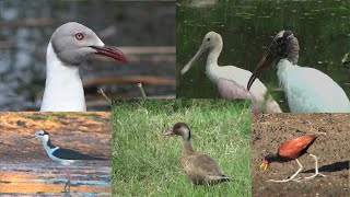 AVES ACUÁTICAS y la SEQUÍA  /  WATER FOWLS and DROUGHT