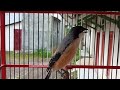Cendet Paud Bongkar Isian Sikatan Londo Trucukan Kenari Prenjak Cendet Paud Gacor Full Isian Mp3 - Mp4 Download