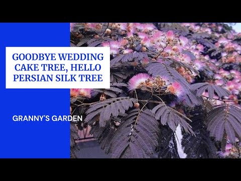 Video: Albizia Silk Trees - Tietoja silkkipuun kasvattamisesta