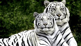 Nature of Wild life Forest | Ringtones for Android | Animal Ringtones