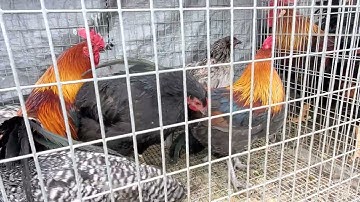 hnub no kuv coj nej nrog kuv mus yuav qaib nawb