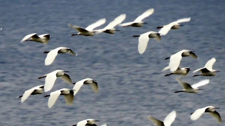 Herons and egrets migrating over Gozo - DayDayNews