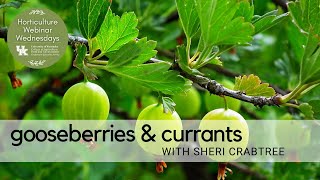 Gooseberries and Currants