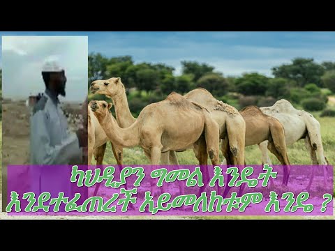 ቪዲዮ: በቤት እንስሳት ውስጥ የአደንዛዥ ዕፅ አስካሪዎችን ማከም