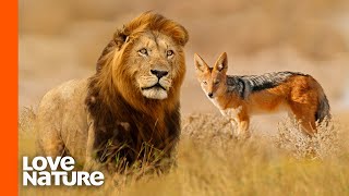 Jackal Steals Lion’s Meal | Love Nature