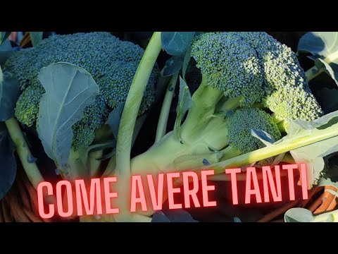 Video: Raccolta delle foglie di broccoli: a cosa servono le foglie di broccoli