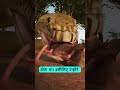 They Throw Rat On Parachute 🤔