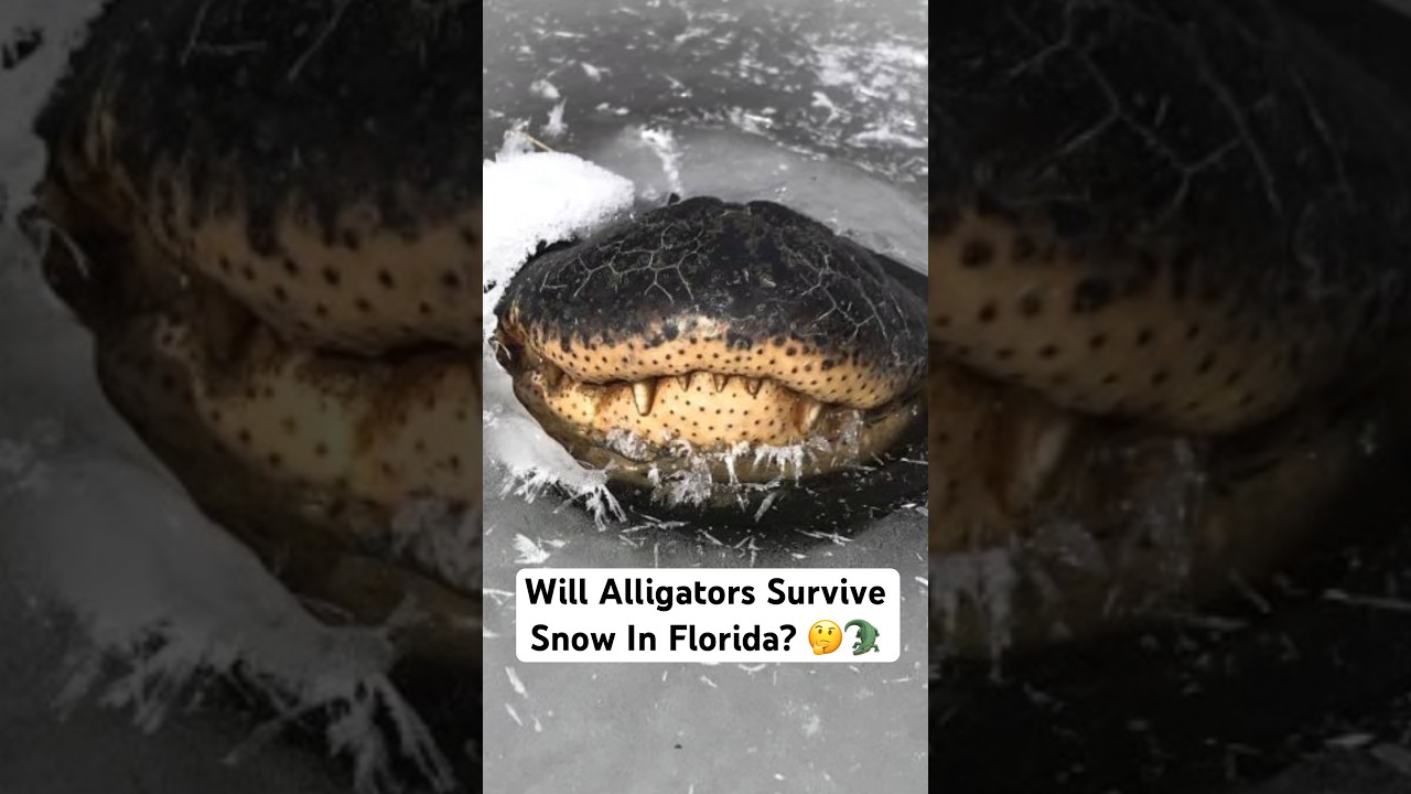 Переживут ли аллигаторы снег во Флориде? 🤔🐊