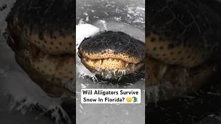 Will Alligators Survive Snow In Florida