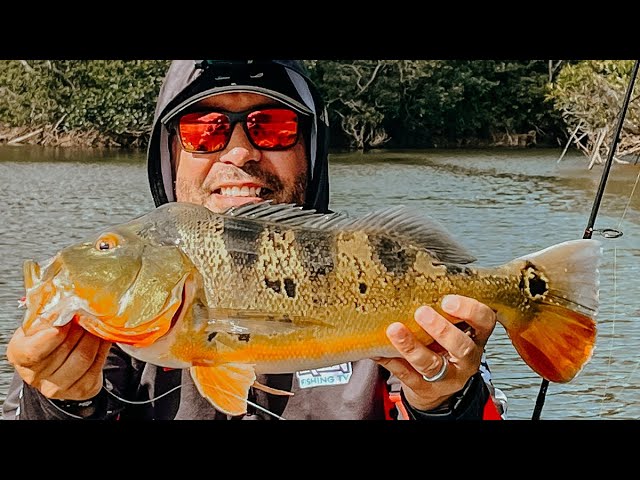 We caught a HUGE peacock bass in Puerto Rico (Kayak Fishing) 