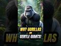 How Smart Are Gorillas Really? #shorts #gorilla #primate