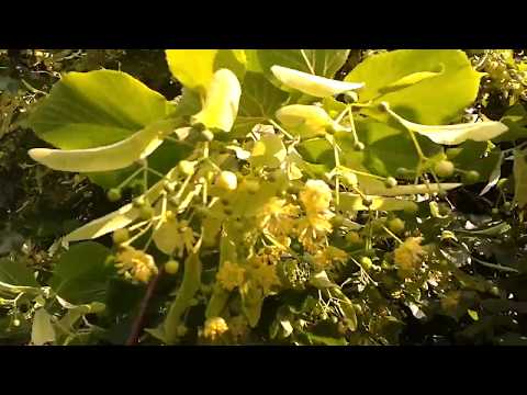 Wideo: Lipa: kwitnienie i cechy drzewa miodowego