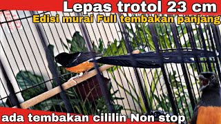 Dijual Murai batu  3 ekor panjang  dan 8 ekor murai tembakan full ❗❗