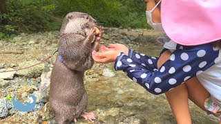 Otter Komugi Goes to the River