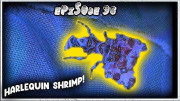 Species Spotlight: Harlequin Shrimp