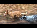 Australian Cattle Dogs - Johnson's Heelers spot some deer の動画、YouTube動画。