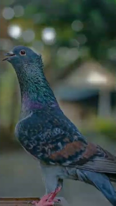 Tiktok merpati